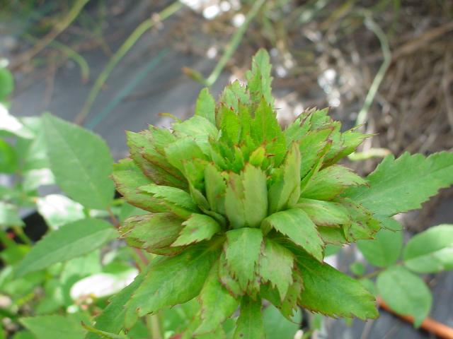 green rose plants