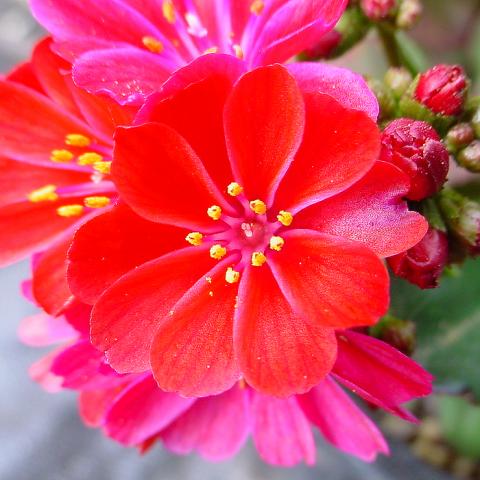 Lewisia cotyledon