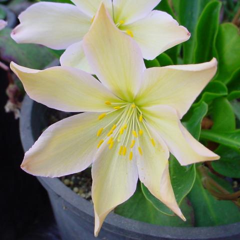 Lewisia tweedyi 1