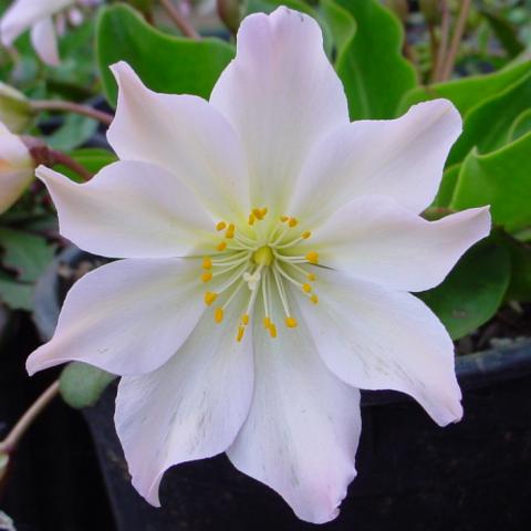 Lewisia tweedyi 2