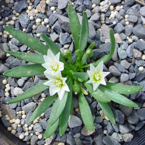 Lewisia brachycalyx