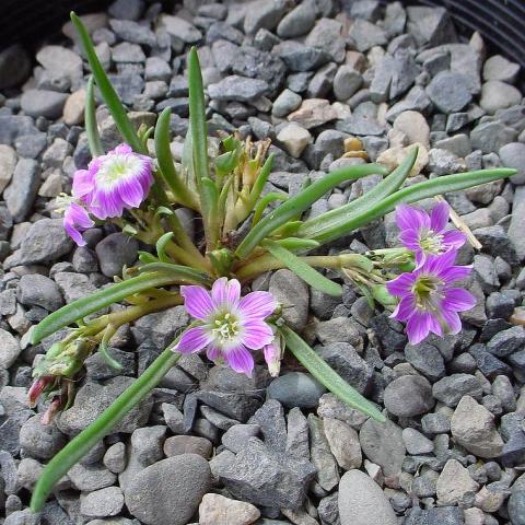 Lewisia pygmaea