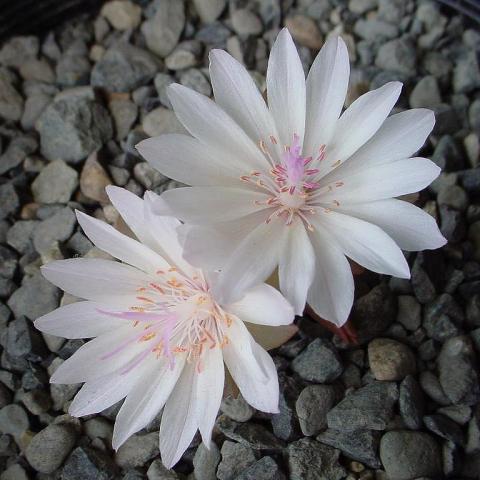 Lewisia rediviva