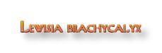 brachycalyx logo