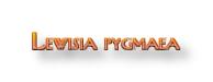 pygmaea logo