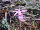 Calypso Orchid