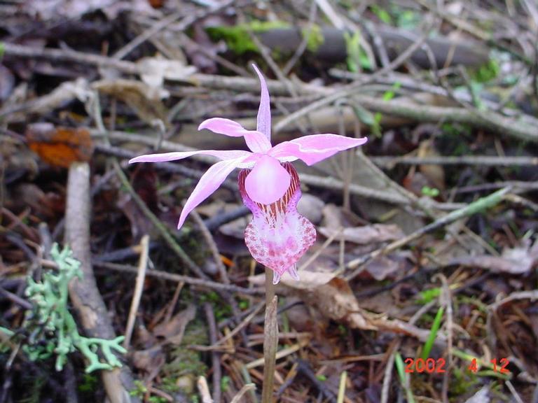 Calypso Orchid