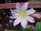 Lewisia tweedyi %232