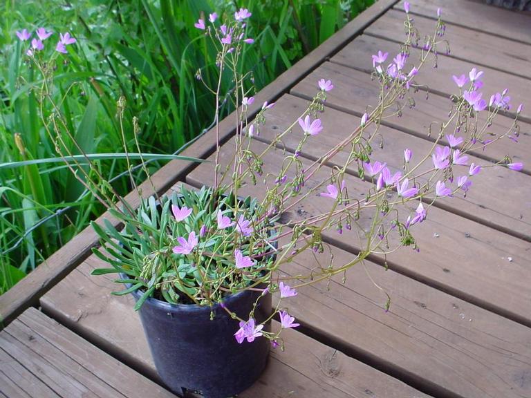 Lewisia columbiana