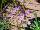 Lewisia columbiana