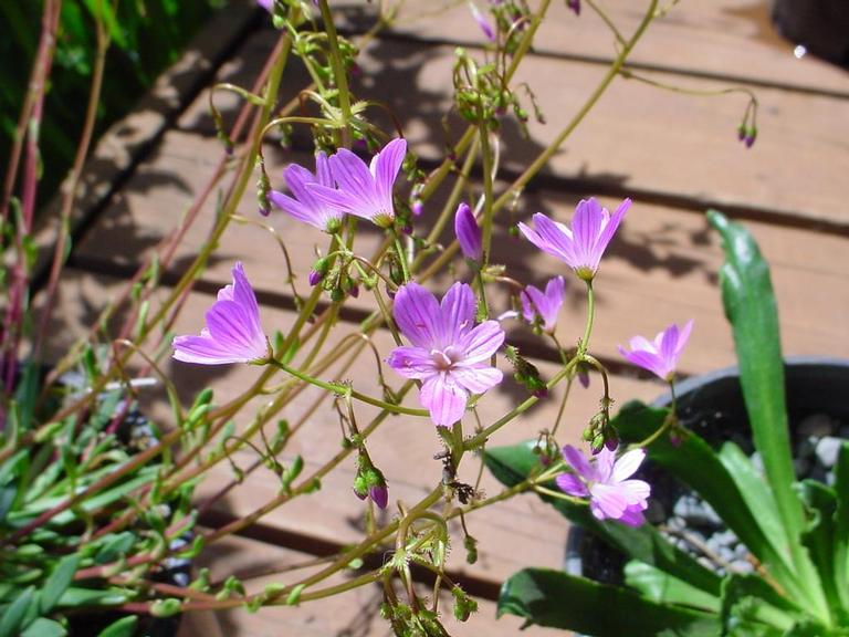 Lewisia columbiana