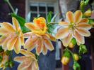 Lewisia cotyledon hybrid