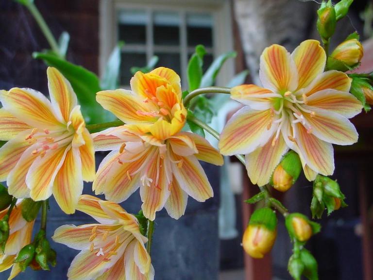 Lewisia cotyledon hybrid