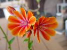 Lewisia cotyledon hybrid