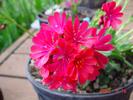 Lewisia cotyledon hybrid