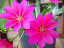 Lewisia cotyledon hybrid