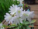 Lewisia cotyledon hybrid