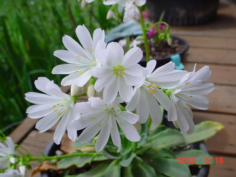 Lewisia cotyledon hybrid