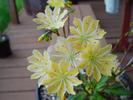 Lewisia cotyledon hybrid