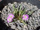 Lewisia pygmaea