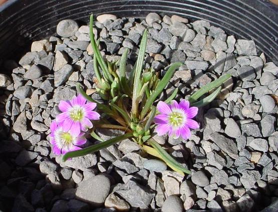 Lewisia pygmaea