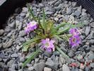 Lewisia pygmaea - more