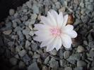 Lewisia rediviva