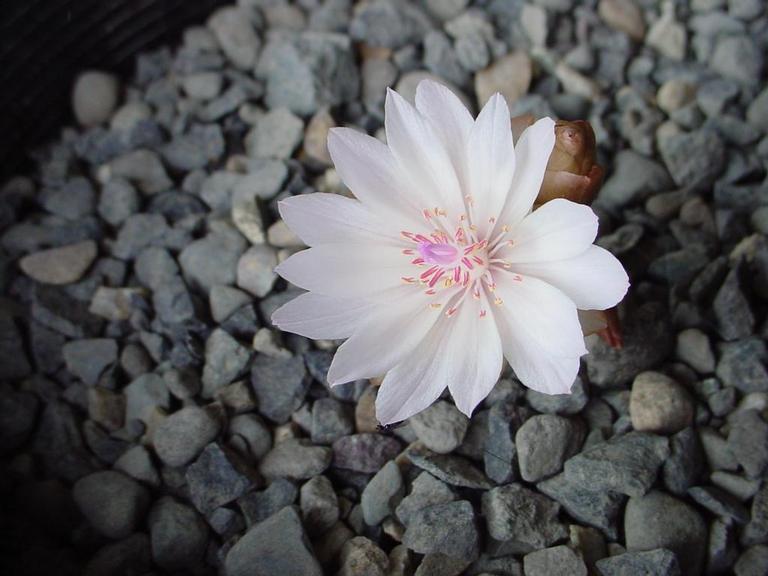 Lewisia rediviva