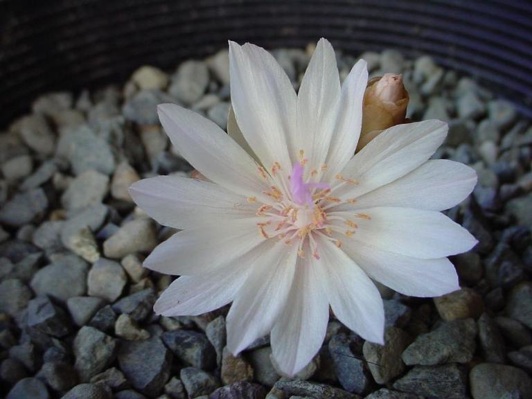 Lewisia rediviva