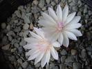 Lewisia rediviva