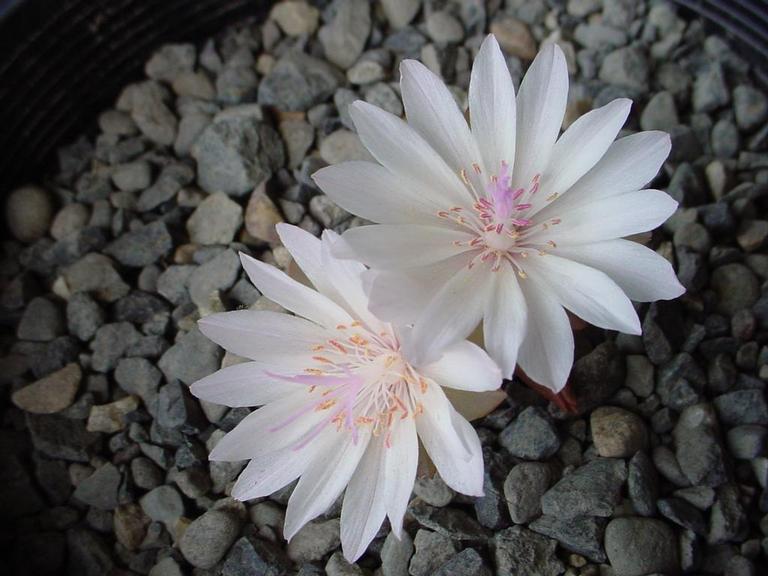 Lewisia rediviva