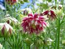 Aquilegia vulgaris %27Nora Barlow%27