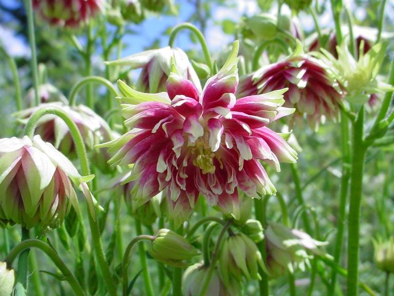 Aquilegia vulgaris %27Nora Barlow%27