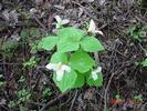 A group of Trilliums