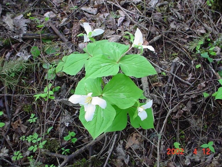 A group of Trilliums