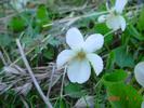 Viola palustris